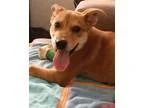 Adopt Neutron - Adopted a Shepherd Terrier