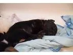 Adopt Tuppence Agatha Christie a Boxer