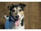 Adopt Megu a Jack Russell Terrier
