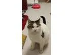 Adopt Eris a White (Mostly) Domestic Shorthair  Mixed (short coa