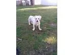 Adopt Gigi a Bichon Frise Poodle