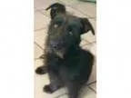 Adopt Toto a Scottish Terrier Scottie Cairn Terrier