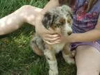 Adopt Ozzy a Jack Russell Terrier  Mixed dog in Lorain OH (15340