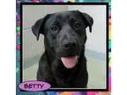 Adopt Betty a Labrador Retriever Black Labrador Retriever