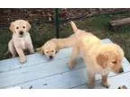Cute Golden Retriever Puppies for Your Home