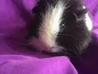 Adopt Robert California a Teddy