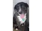 Adopt Ren a Catahoula Leopard Dog Labrador Retriever