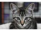Adopt Bart a Brown Tabby Domestic Shorthair (short coat) cat in 
