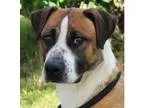Adopt JUSTIN a Tricolor (TanBrown and Black and White) Boxer  Mi