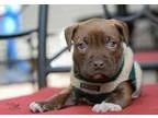 Adopt Cameaux a BrownChocolate - with White Pit Bull Terrier  Mi