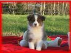 CH Sire RTF