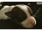 Adopt Tristan - MANX KITTEN a Manx Turkish Van