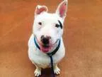 Adopt SYDNEY a Bull Terrier  Mixed dog in San Jose CA (15214520)