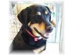 Adopt Libby a Labrador Retriever Hound