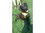 Adopt Link a Black Labrador Retriever Labrador Retriever