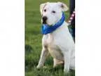 Adopt Chong a White Labrador Retriever Mixed dog in Transfer PA