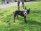 Adopt Buggs ADOPTED a Boston Terrier