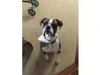 Adopt Scooter a Brindle Boxer  Mixed dog in Woodinville WA (1541
