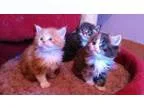litter of Maine Coon Kittens
