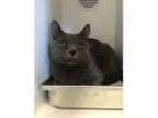 Adopt Condo a Gray or Blue Domestic Shorthair (short coat) ca