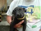 Adopt Puppy 1 a Labrador Retriever