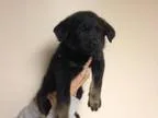 Marvelous looking and very playful Solid Rottweiler puppies now 