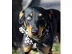 Adopt Harry a Black - with Tan Yellow or Fawn Doberman Pinscher 
