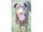 Adopt Kaya a Doberman Pinscher