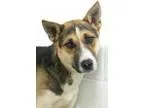 Adopt CoCo a GrayBlueSilverSal t and Pepper Siberian Husky  Germ