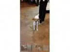 Adopt Bingo a Jack Russell Terrier