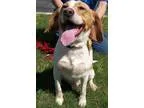 Adopt Copper a Beagle