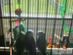 Parrotlets for sale