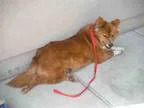 Adopt LUCY a Chow Chow  Mixed dog in San Jose CA (15243649)