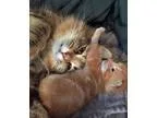 Adopt Annabelle a Brown Tabby Domestic Mediumhair (long coat) ca