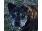 Adopt Ci Ci a Boston Terrier Jack Russell Terrier