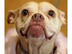 Adopt Piper a Boxer