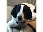 Adopt Kari - in Maine a White - with Black Hound (Unknown Type) 
