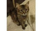 Adopt Curly a White - with Tan Yellow or Fawn Dachshund  Poodle 