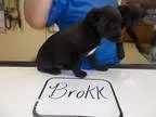Adopt BROKK a Labrador Retriever Australian Cattle Dog (Blue Hee