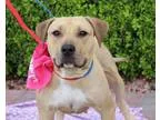 Adopt WINDY a Labrador Retriever Pit Bull Terrier