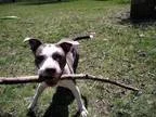 Adopt Archer--Dog cat and kid friendly a Pit Bull Terrier