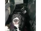 Adopt Harley Quin Agatha Christie a Boxer