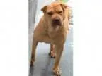 Adopt Sunshine-shelter a Shar Pei
