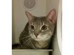 Adopt CONDO 1 ISABEL a Gray Blue or Silver Tabby Domestic Shorth