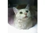 Adopt Sardinia a Tan or Fawn Domestic Mediumhair (medium coat) c