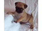 Certified pug male and female puppies
