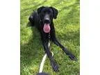 Adopt Tilly - Adopted a Great Dane Labrador Retriever