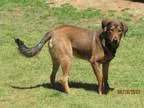 Adopt A074702 a German Shepherd Dog Labrador Retriever