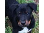 Adopt Lola-PUPPY a Rottweiler