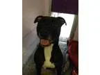 Adopt Jetta a Labrador Retriever American Staffordshire Terrier